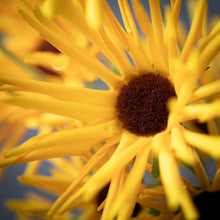 Load image into Gallery viewer, Yellow Daisy Stem
